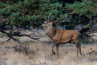  Kızıl Geyik Geyiği, Ulusal Park Hoge Veluwe Hollanda 'da çiftleşme mevsiminde baskın davranışlar sergiliyor.                              