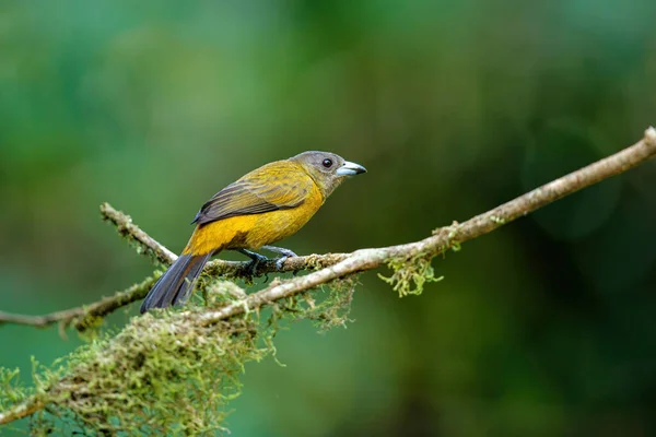 Stock image Passerini's Tanager or Scarlet-rumped Tanager ( Ramphocelus passerinii ) female searching for food in the rainforest of Costa Rica