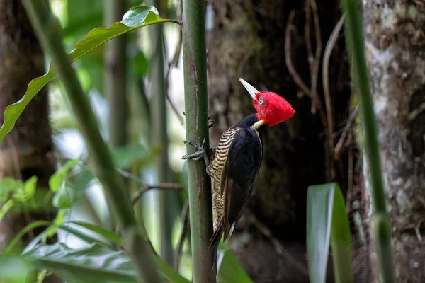 Bleka Hackspett Campephilus Guatemalensis Sitter Ett Träd Skogen Costa Rica — Stockfoto