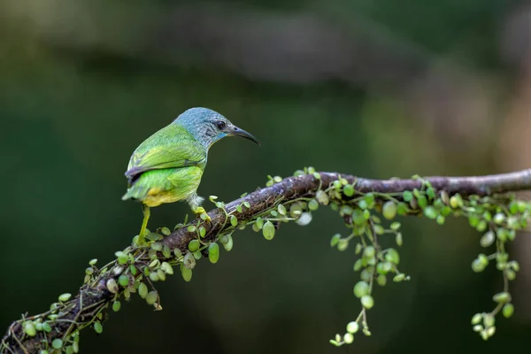 stock image Shining Honeycreeper (Cyanerpus lucidus) female sitting on a branch in the rainforest near Boca Tapada in Costa Rica