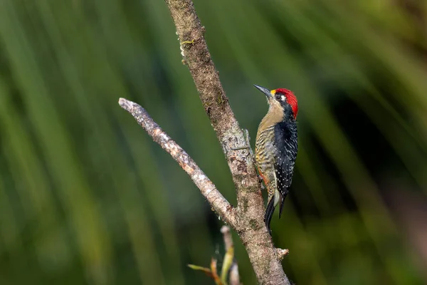 Black Cheeked Woodpecker Melanerpes Pucherani Sitting Tree Rainforest Boca Tapada — Stock Photo, Image
