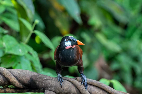 Montezuma Oropendola Psarocolius Montezuma Sedí Deštném Pralese Severozápadě Kostariky — Stock fotografie