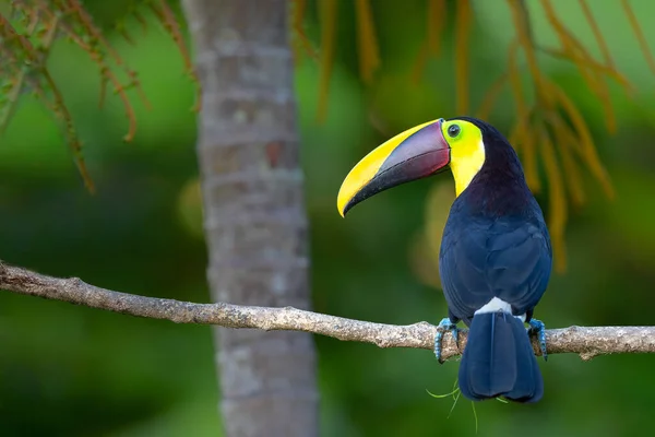 Chestnut Mandibled Toucan Swainsons Toucan Ramphastos Ambiguus Swainsonii Yellow Throated — Stock Photo, Image