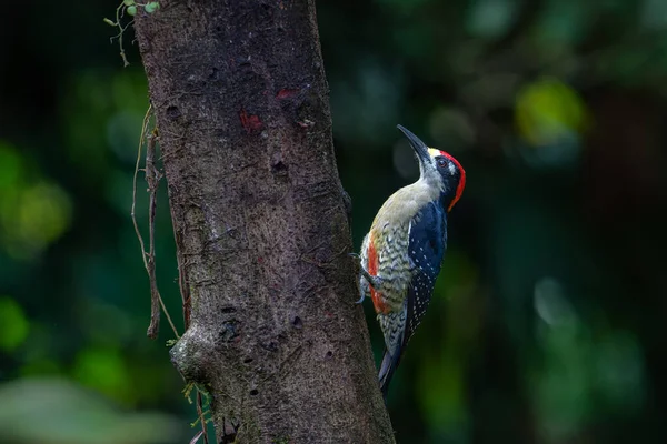 Black Cheeked Woodpecker Melanerpes Pucherani Sitting Tree Rainforest Boca Tapada — Stock Photo, Image