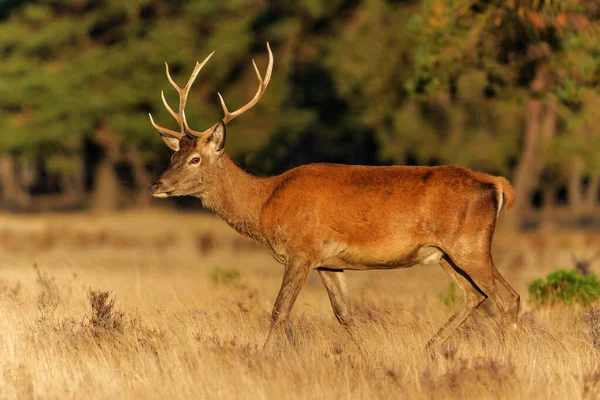 stock image Young Red Deer male in rutting season in National park Hoge Veluwe - The Netherlands