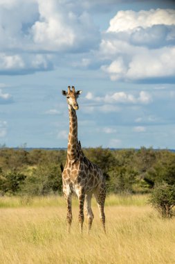 Güney Afrika zürafası (zürafa zürafa zürafa) ya da Güney Afrika 'daki Kruger Ulusal Parkı' nda bulutlu mavi gökyüzü ile savanada yürüyen zürafa.