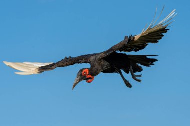 Güney Ground Hornbill (Bucorvus Leader Beatbeateri; eski adıyla Bucorvus cafer) Güney Afrika Kruger Ulusal Parkı 'ndaki bir ağaçtan uçuyor.