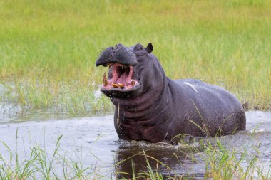 Botswana 'daki Okavanga Deltası' nda su aygırı. Saldırgan bir su aygırı baskın davranışlar sergiler..