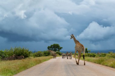 Güney Afrika zürafası (zürafa zürafa zürafa) veya Güney Afrika Kruger Ulusal Parkı 'nda yeşil mevsimde yürüyen pelerin zürafası