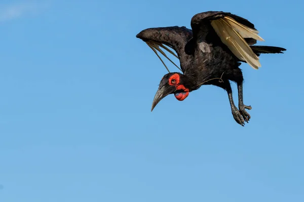 Southern Ground Hornbill Bucorvus Leadbeateri Ранее Известный Кафе Bucorvus Вылетающий — стоковое фото
