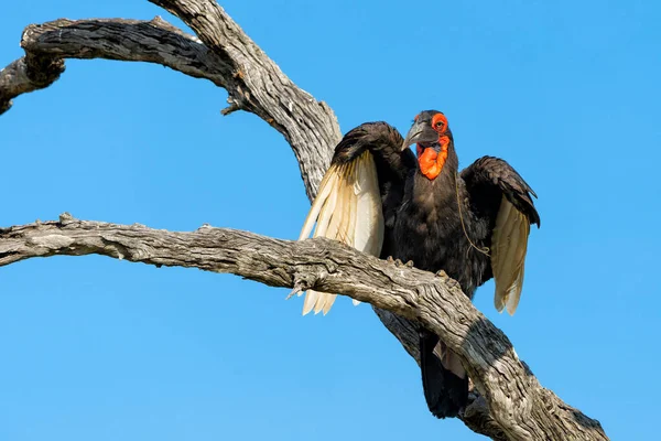 Hornbill Bucorvus Leadbeateri Anteriormente Conhecido Como Bucorvus Cafer Voando Uma — Fotografia de Stock