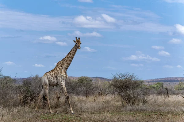 Giraffa Sudafricana Giraffa Giraffa Giraffa Del Capo Che Cammina Sulla — Foto Stock