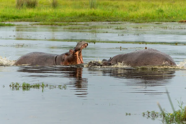Flusspferde Kämpfen Okavanga Delta Botsuana Aggressive Flusspferdbullen Kämpfen Einem Pool — Stockfoto
