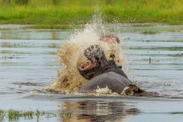 Flusspferde Kämpfen Okavanga Delta Botsuana Aggressive Flusspferdbullen Kämpfen Einem Pool — Stockfoto