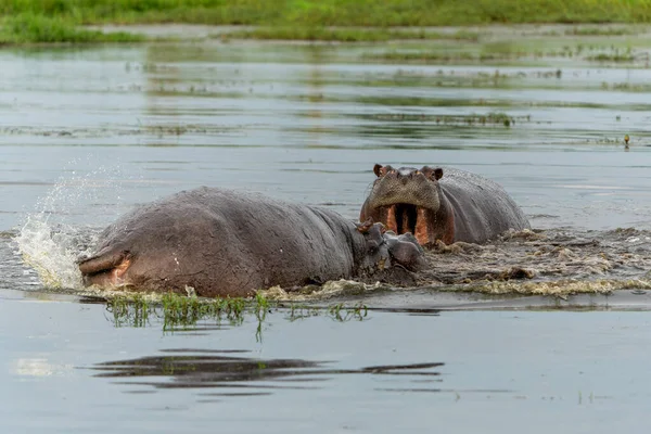 Kuda Nil Bertempur Delta Okavanga Botswana Banteng Hippo Agresif Berjuang — Stok Foto