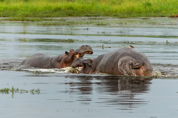 Hippopotamus fighting in the Okavanga Delta in Botswana. Aggressive hippo bulls fighting for dominance in a pool in the delta.