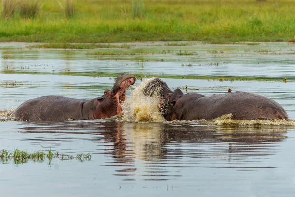 ボツワナのオカバンガ デルタで戦うカバ デルタ地帯のプールで支配のために戦う積極的なカバの雄牛 — ストック写真