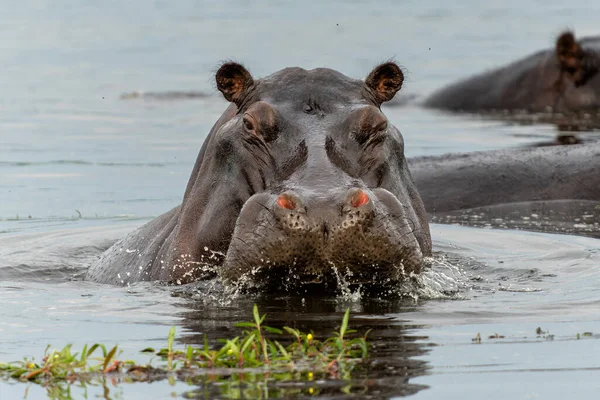 Kuda Nil Delta Okavanga Botswana Seekor Banteng Hippo Agresif Menunjukkan — Stok Foto