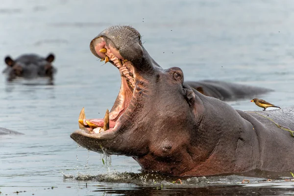 stock image Hippopotamus in the Okavanga Delta in Botswana. An aggressive hippo bull shows dominant behaviour.