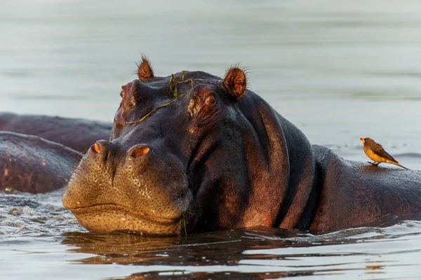 Flusspferde Okavanga Delta Botsuana Ein Aggressiver Flusspferdbulle Zeigt Dominantes Verhalten — Stockfoto