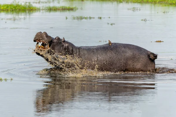 Hipopótamo Delta Okavanga Botswana Toro Hipopótamo Agresivo Muestra Comportamiento Dominante —  Fotos de Stock
