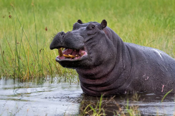 Hippopotame Dans Delta Okavanga Botswana Taureau Hippopotame Agressif Montre Comportement — Photo