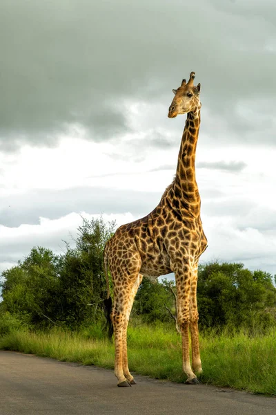 南非长颈鹿 Giraffa Giraffa Giraffa 或长颈鹿角在南非克鲁格国家公园的绿季漫步 — 图库照片