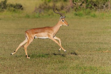 İmpala erkeği Botswana 'daki Tuli Bloğunda Mashatu Oyun Rezervinde koşuyor