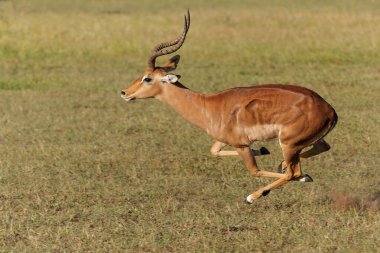 Impala male running in Mashatu Game Reserve in the Tuli Block in Botswana clipart