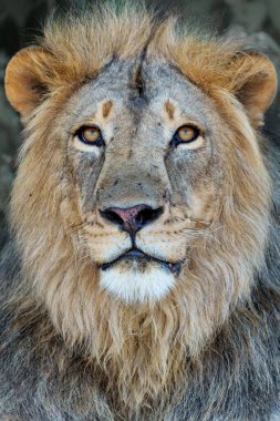 Aslan (Panthera leo) erkek Botswana 'daki Tuli Bloğunda Mashatu Oyun Rezervinde dinleniyor