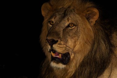 Aslan (Panthera leo) erkek Botswana 'daki Tuli Bloğunda Mashatu Oyun Rezervinde dinleniyor