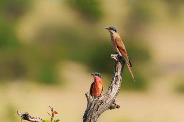  Güney Carmine Arı Yiyen (Merops nubicoides) Botswana 'daki Tuli Bloğundaki Mashatu Oyun Rezervi' nde böcek arıyor                             