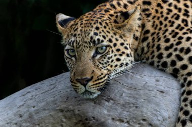 Leopar dişi dinleniyor ve Botswana 'daki Okavango Deltası' nda siyah bir arka planda bir ağaca bakıyor.
