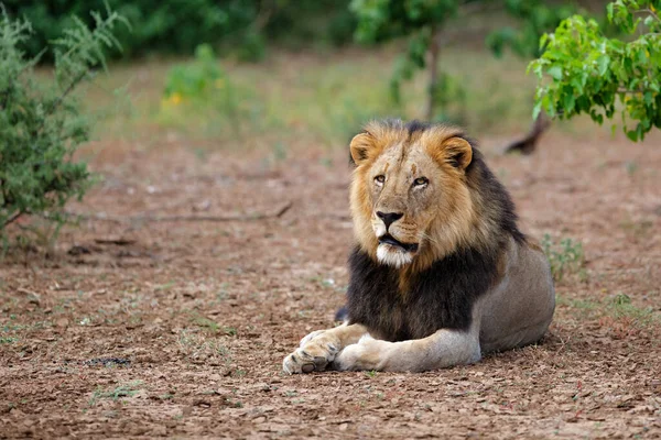 Das Männchen Des Löwen Panthera Leo Ruht Mashatu Wildreservat Tuli — Stockfoto