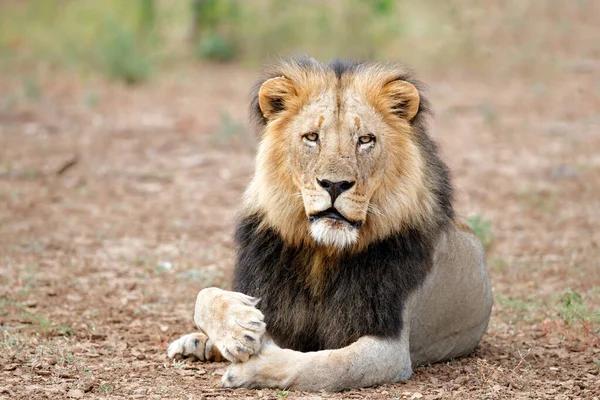 Oroszlán Panthera Leo Férfi Nyugszik Mashatu Game Reserve Tuli Blokk — Stock Fotó