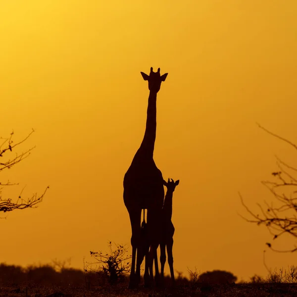 Giraffe Mother Baby Silhouette Mother Giraffe Her Calf Sunrise Mashatu — Zdjęcie stockowe