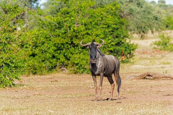 Wildebeest Male Running His Territorium Waiting Females Mashatu Game Reserve — Stock Photo, Image