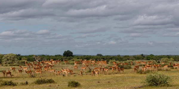 Impala Stádo Chůze Pláních Zelené Sezóně Mashatu Game Reserve Tuli — Stock fotografie