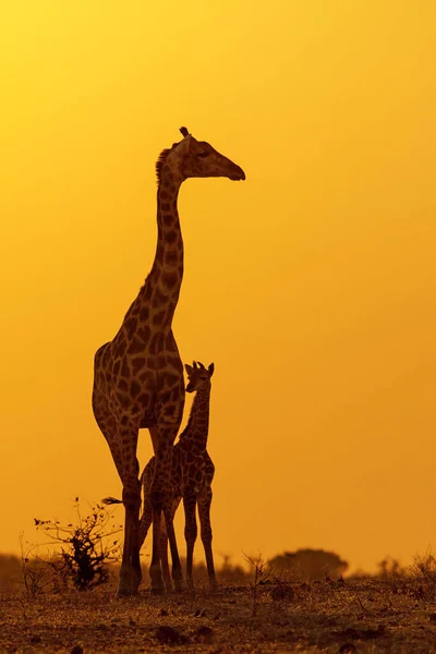 Giraffe Mother Baby Silhouette Mother Giraffe Her Calf Sunrise Mashatu — Stock Photo, Image