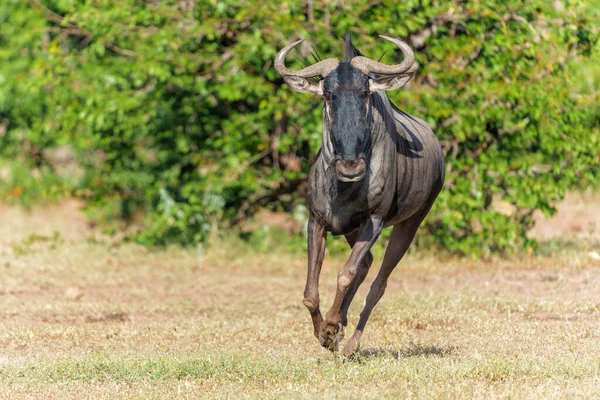 Wildebeest Macho Correndo Torno Seu Território Espera Fêmeas Mashatu Reserva — Fotografia de Stock