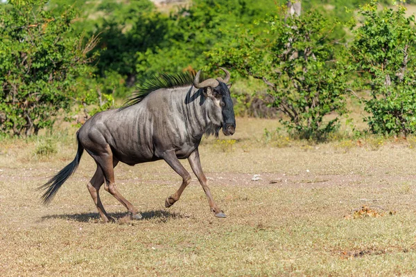Wildebeest Samiec Biegający Swoim Terytorium Czekając Samice Rezerwacie Mashatu Bloku — Zdjęcie stockowe