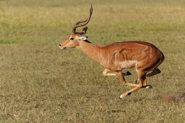 Impala Mężczyzna Działa Mashatu Game Reserve Bloku Tuli Botswanie — Zdjęcie stockowe