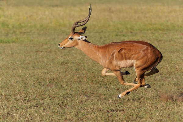 Impala male running in Mashatu Game Reserve in the Tuli Block in Botswana