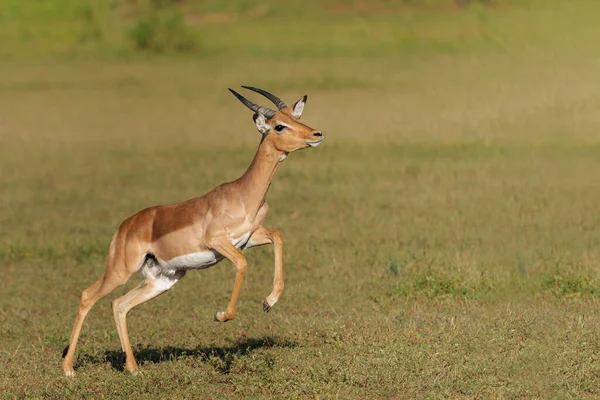 Impala Männchen Läuft Mashatu Game Reserve Tuli Block Botswana — Stockfoto