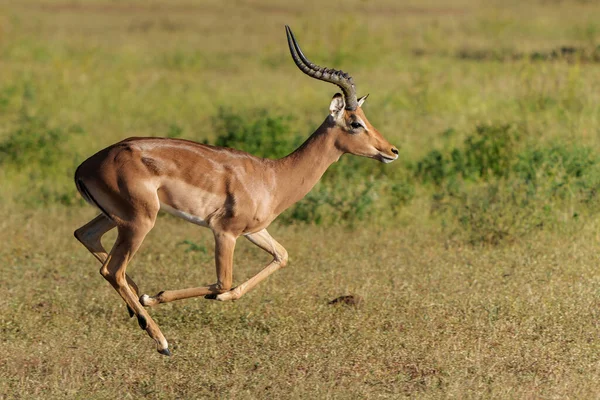 Impala ชายว งใน Mashatu Game Reserve Tuli Block ในบอตสวานา — ภาพถ่ายสต็อก