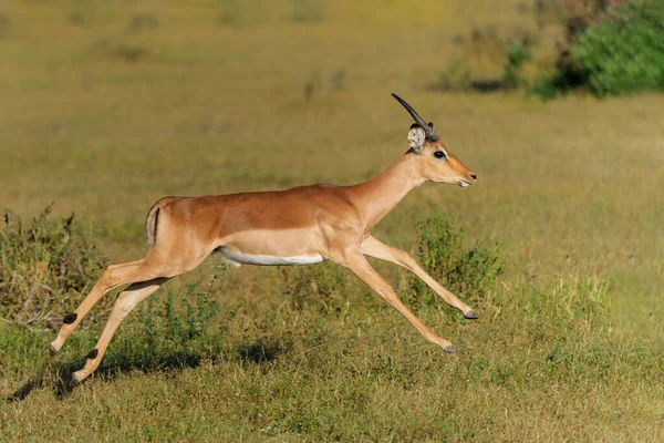 Impala Macho Correndo Mashatu Game Reserve Bloco Tuli Botsuana — Fotografia de Stock