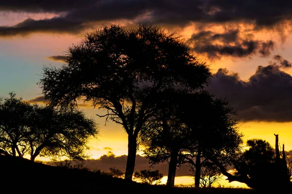 Západ Slunce Zelené Sezóně Rezervaci Mashatu Game Bloku Tuli Botswaně — Stock fotografie