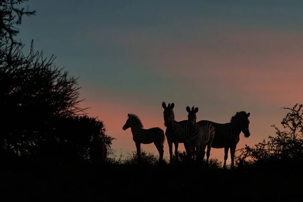 Pôr Sol Estação Verde Mashatu Game Reserve Bloco Tuli Botsuana — Fotografia de Stock