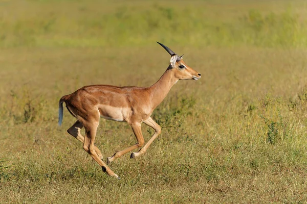 Impala Samec Běží Rezervaci Hry Mashatu Bloku Tuli Botswaně — Stock fotografie