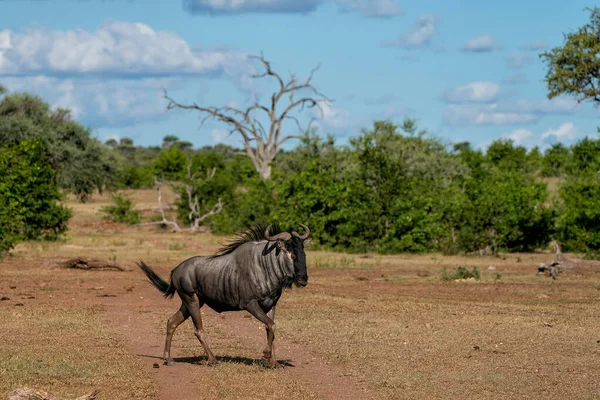 Wildebeest Laki Laki Berjalan Sekitar Wilayah Nya Menunggu Perempuan Mashatu — Stok Foto